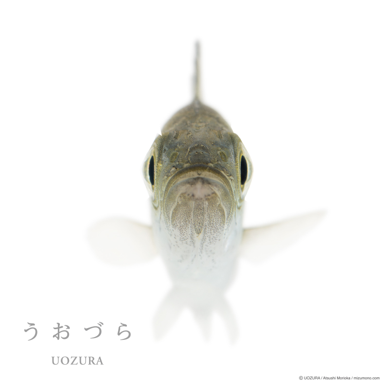 うおづら スズキ