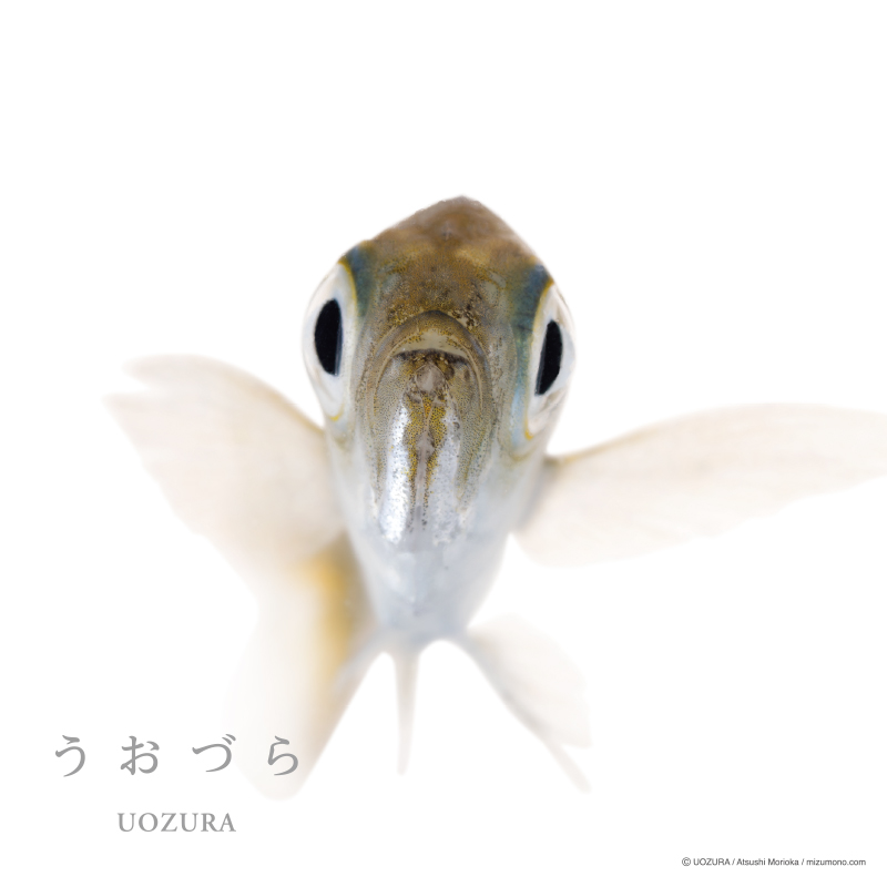 うおづら アジ