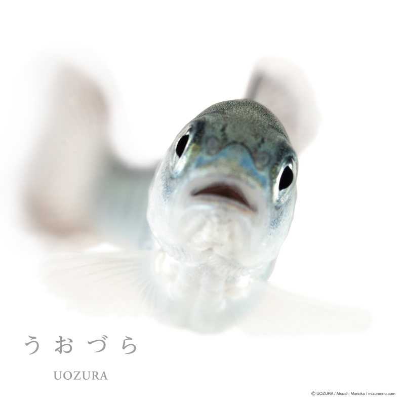 うおづら トラウトサーモン