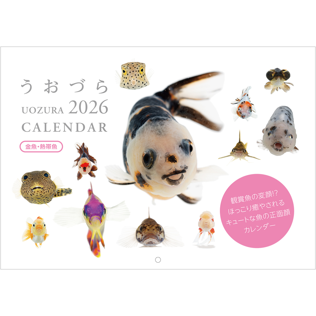 うおづらカレンダー2026 金魚・熱帯魚