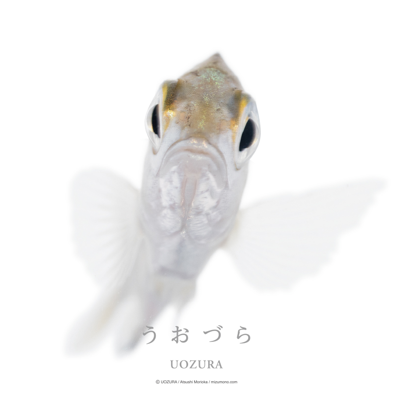 うおづら クロダイ