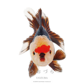 うおづら パンダオランダ