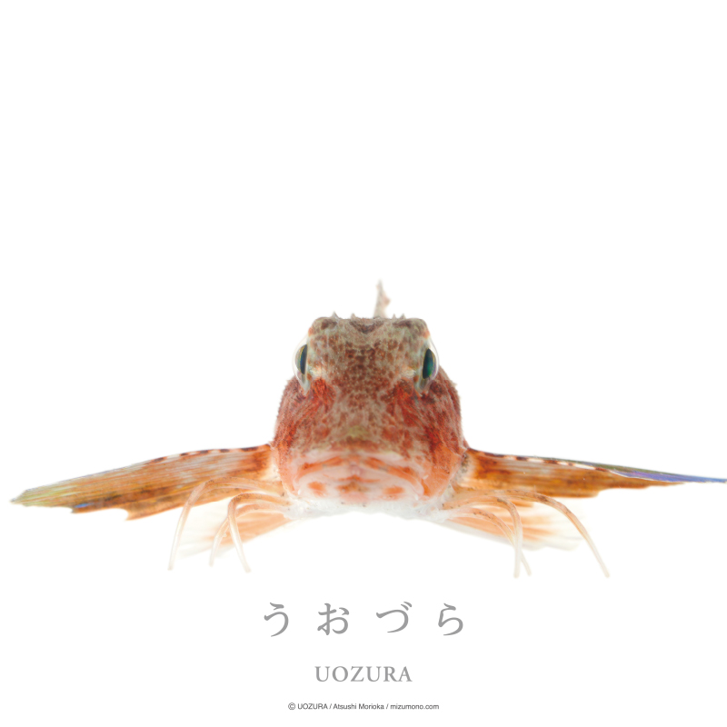 うおづら ホウボウ