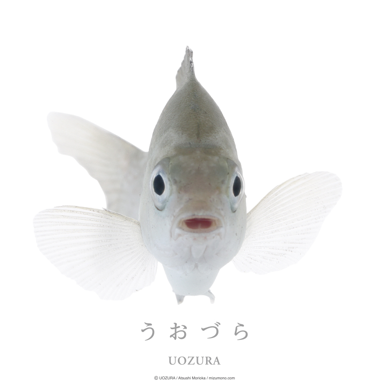 うおづら メジナ