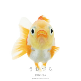 うおづら ヤンバオ