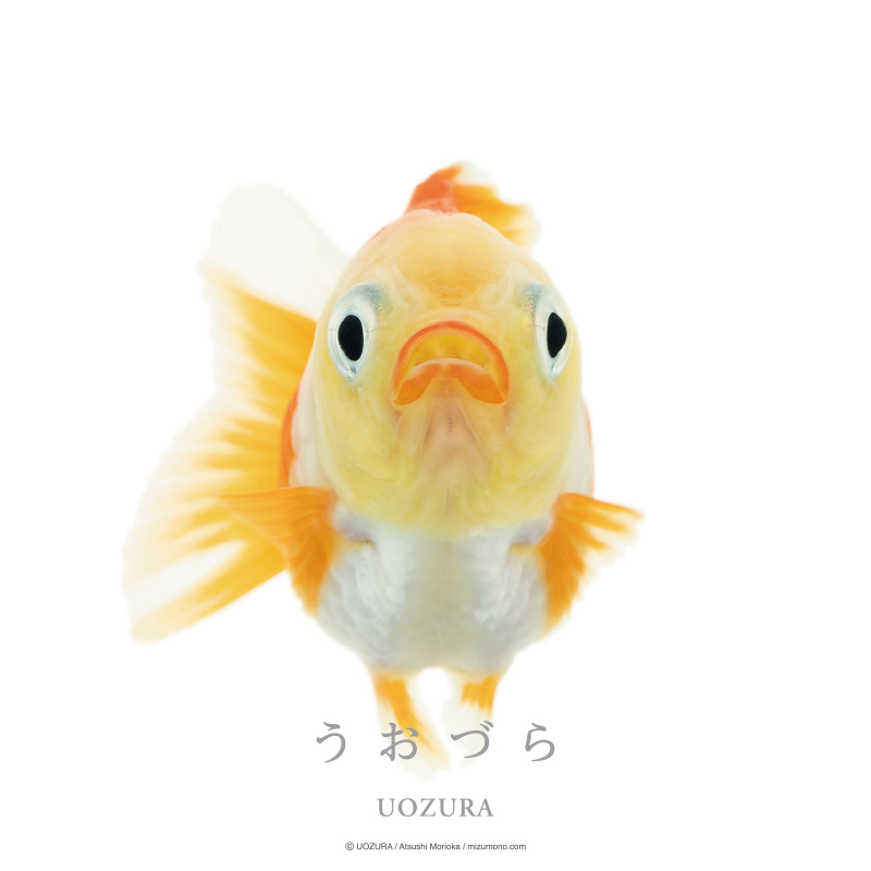 うおづら ヤンバオ