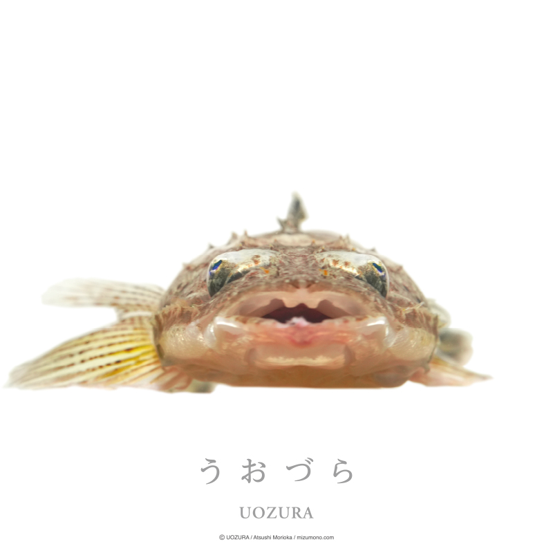 うおづら メゴチ