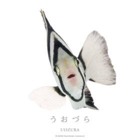 うおづら イシダイ
