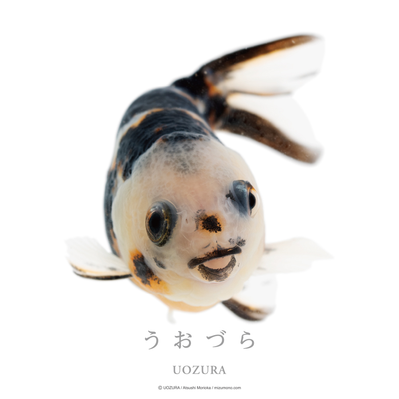 うおづら フナオちゃん / 金魚
