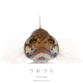 うおづら ホホグロハゼ