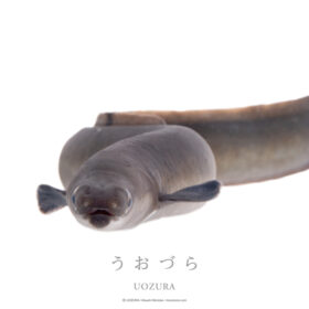 うおづら ウナギ