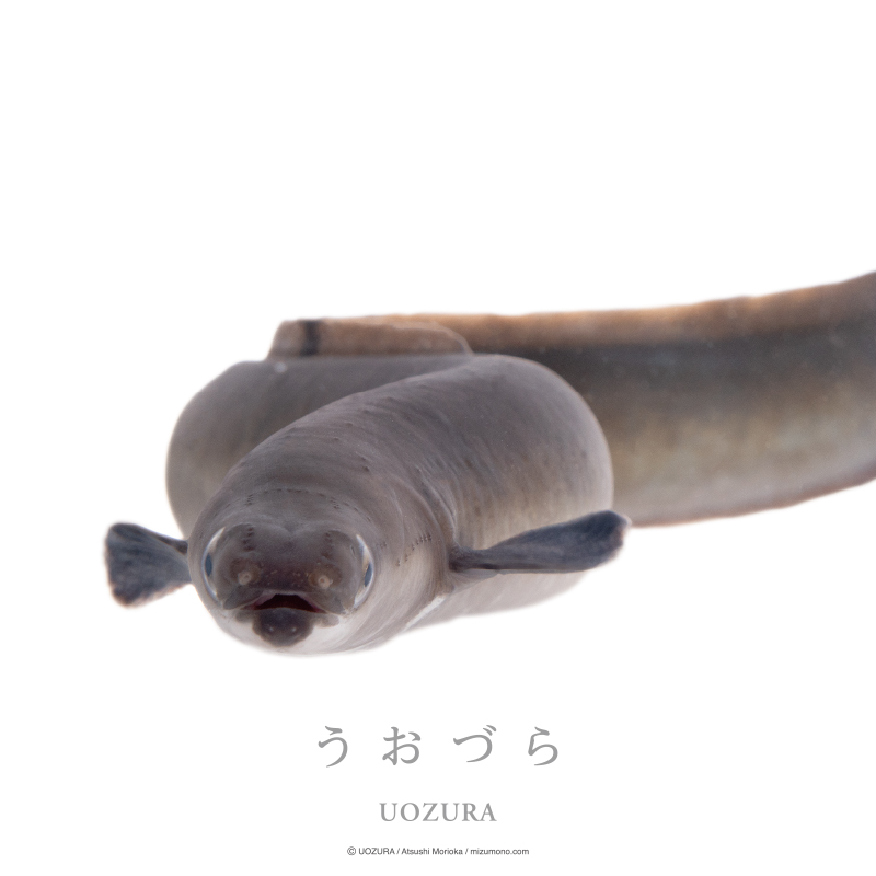 うおづら ウナギ