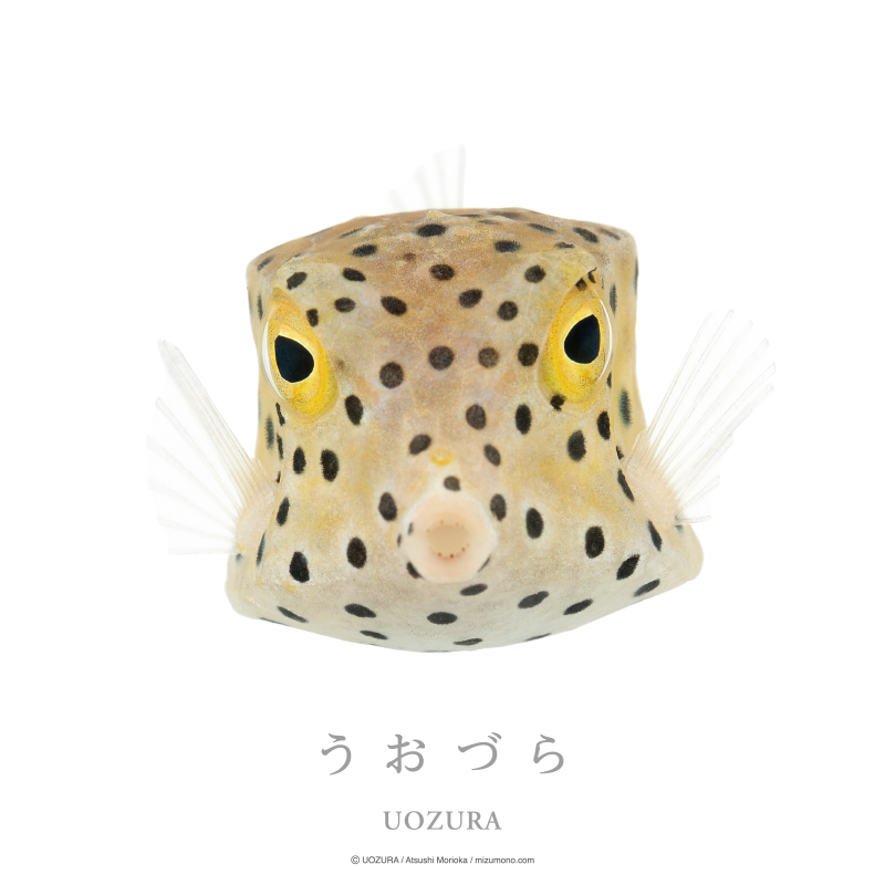 うおづら ミナミハコフグ
