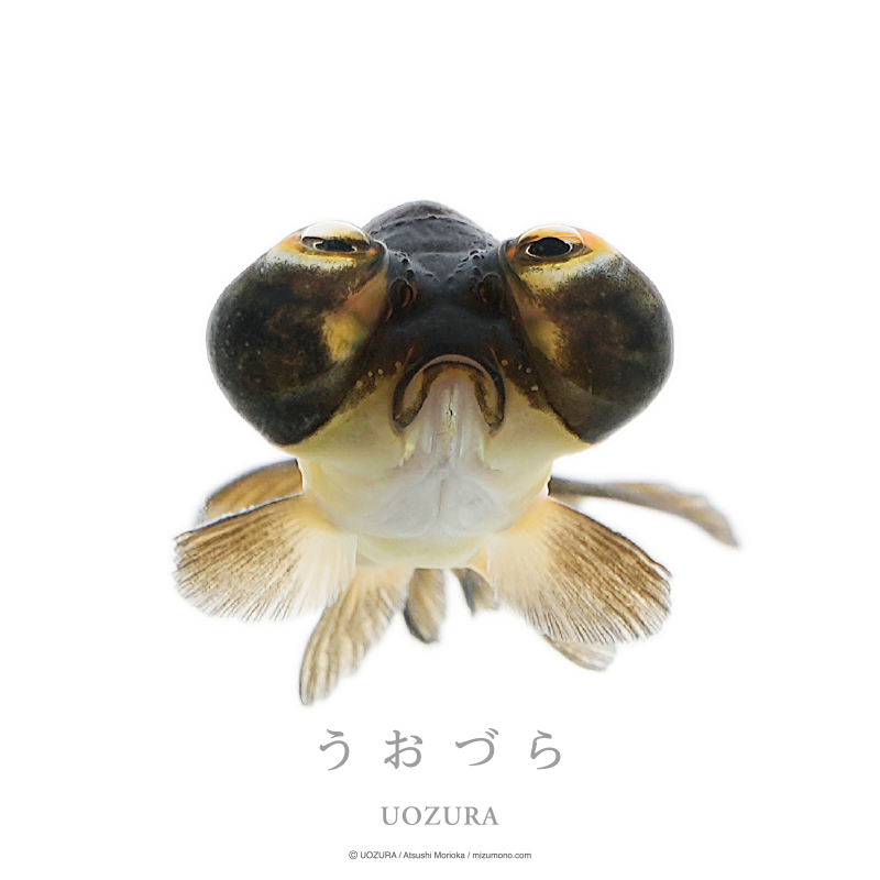 うおづら チョウテンガン