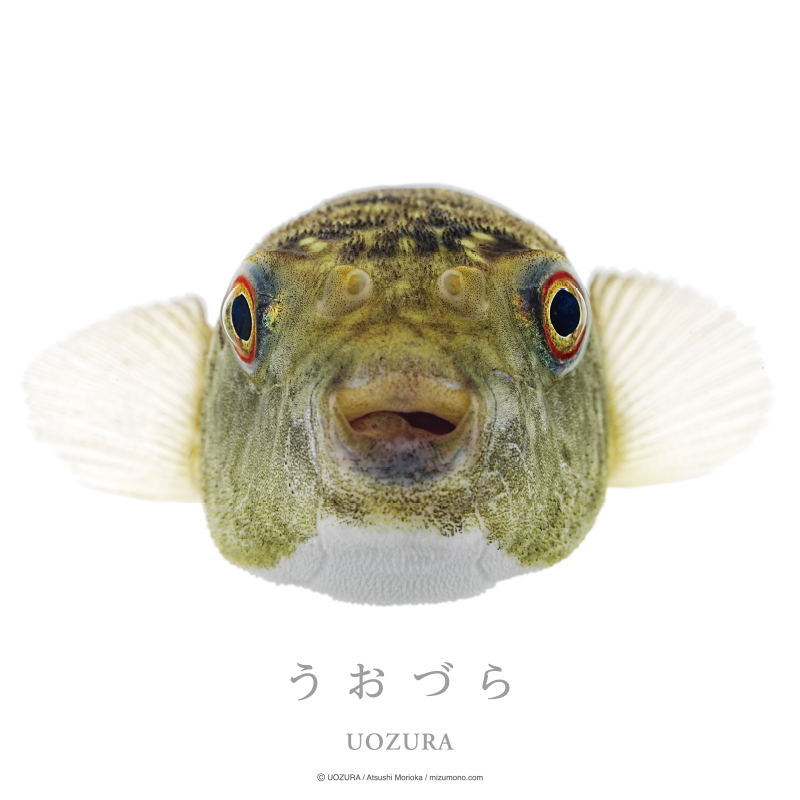 うおづら トラフグ